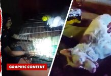 Hero Cop Brings Dog Back to Life After Saving it From House Fire